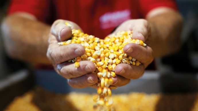 Bayer‘s Corn Seed Production, 2020, Porsche Consulting GmbH