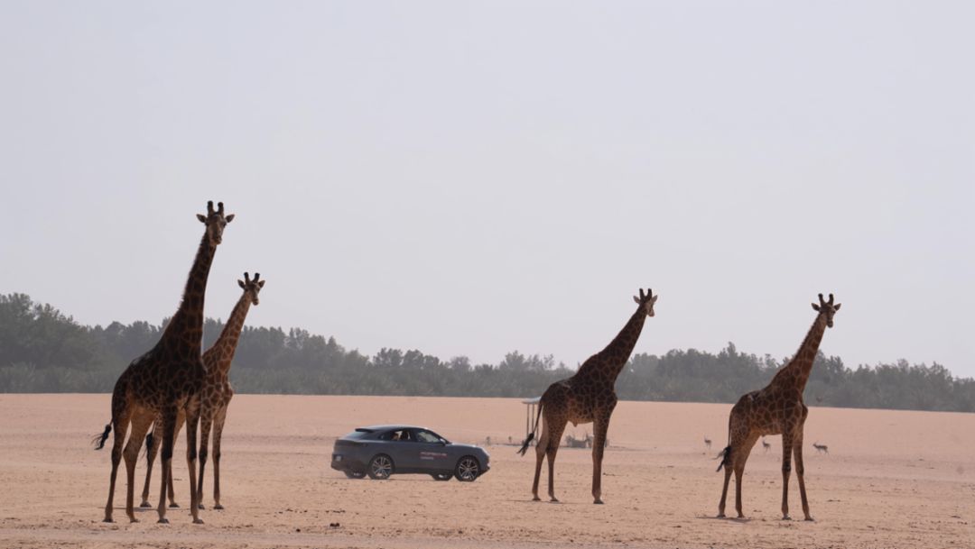 Porsche Saudi Arabia takes performance off-road