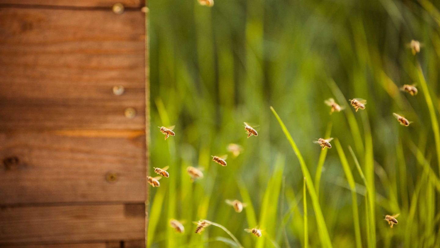 Honigbienen, Offroad-Gelände Leipzig, 2017, Porsche AG